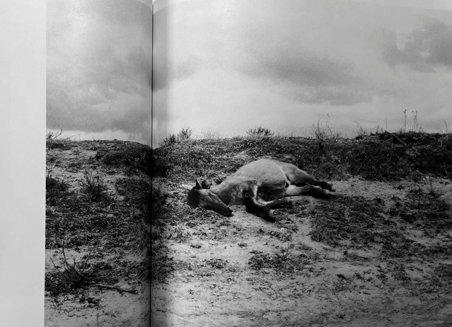 Curated Global Photobooks Since 2012