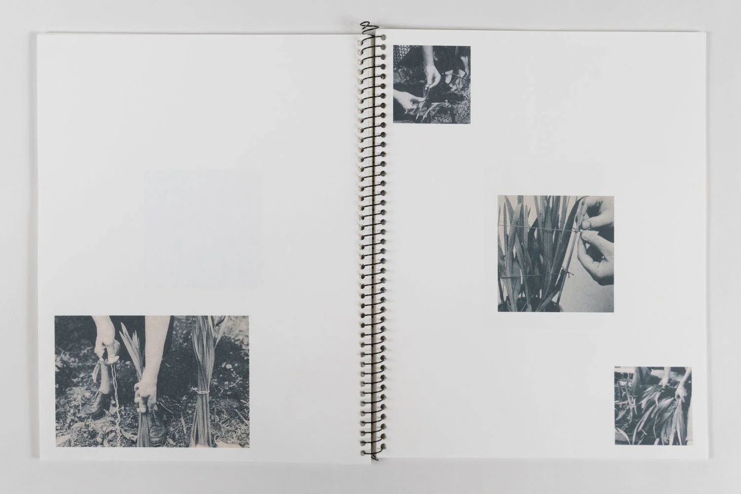 an index of botanical desires: notes on touch by Madeline Cass - Image 3