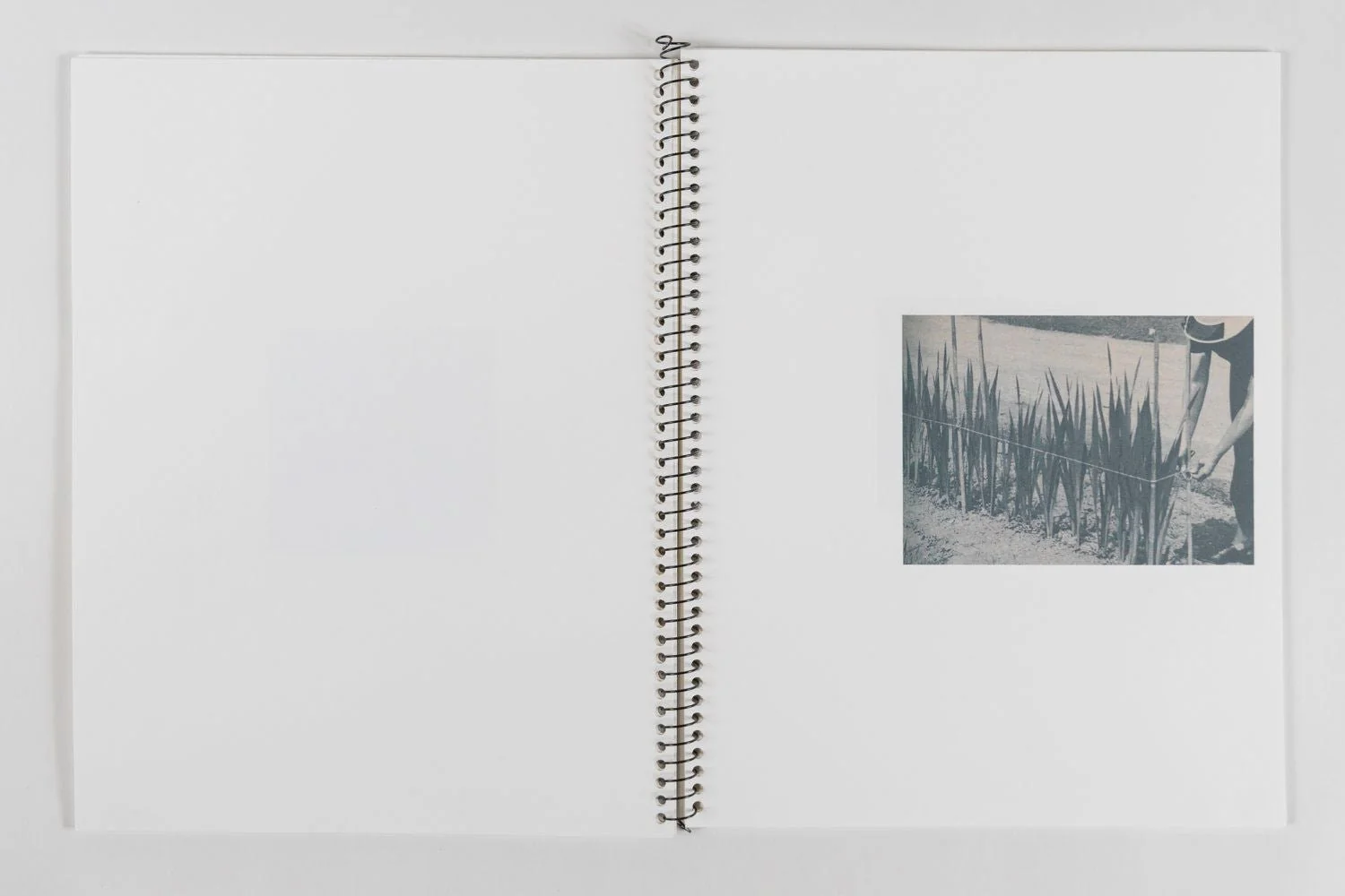 an index of botanical desires: notes on touch by Madeline Cass - Image 4