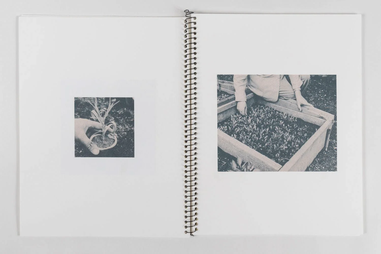 an index of botanical desires: notes on touch by Madeline Cass - Image 5