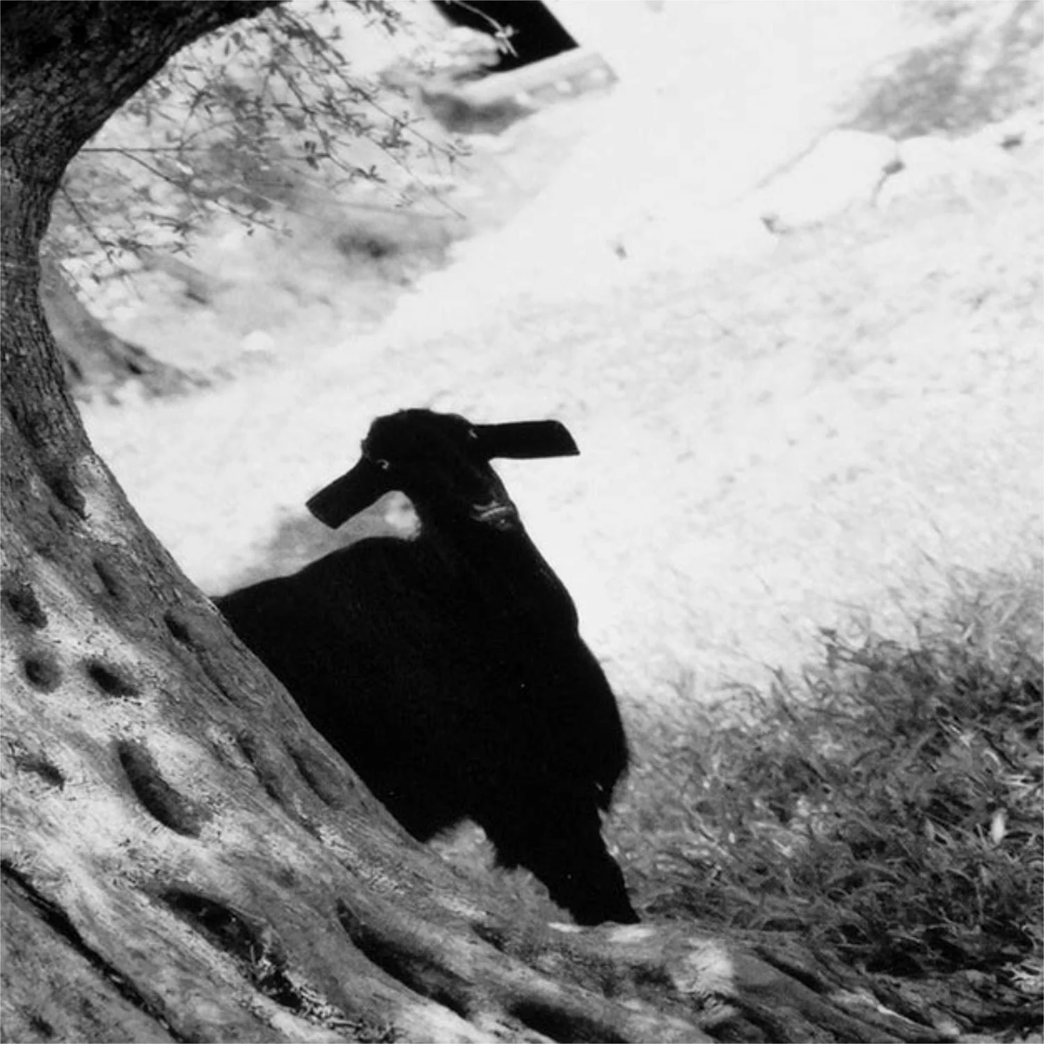 Anchor in the Landscape by Adam Broomberg & Rafael Gonzalez - Image 7