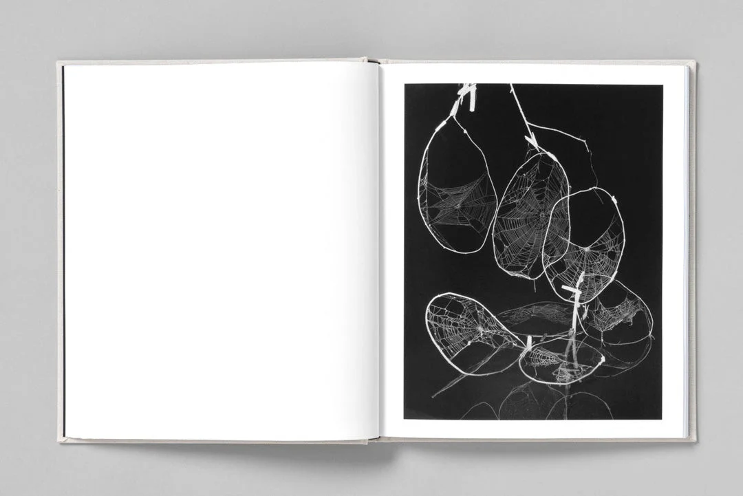 At night gardens grow by Paul Guilmoth - Image 10