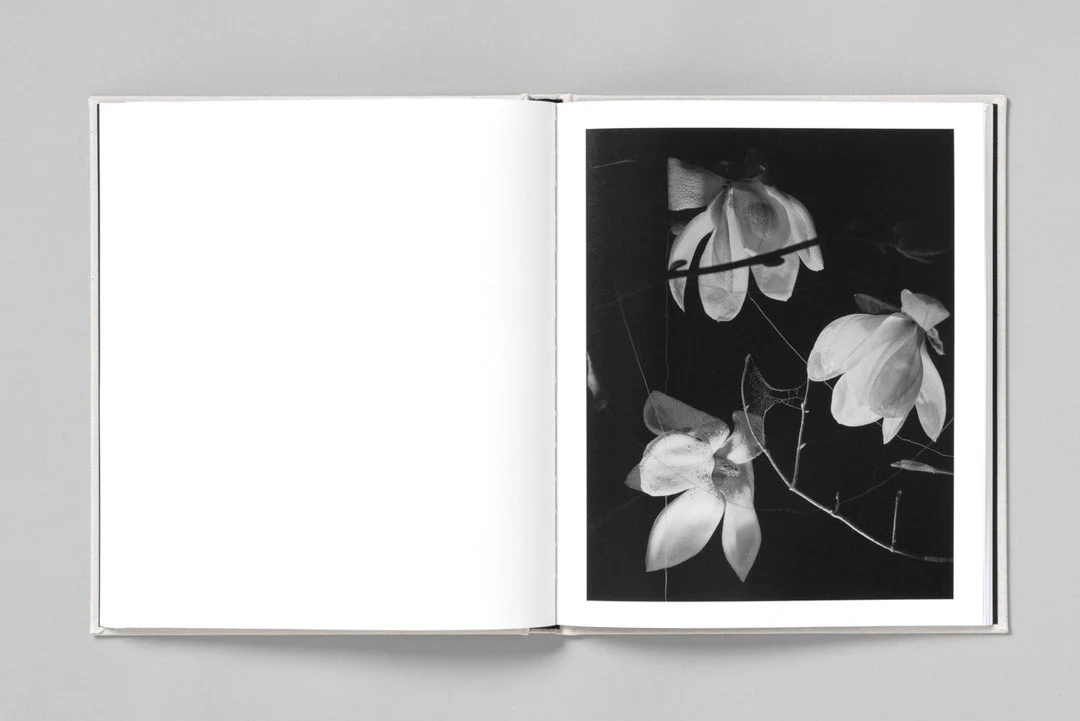 At night gardens grow by Paul Guilmoth - Image 5