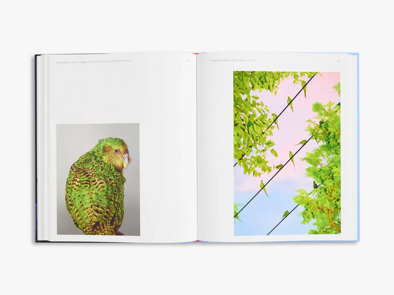Aviary The Bird in Contemporary Photography by D.Panchaud & W.Ewing - Image 4