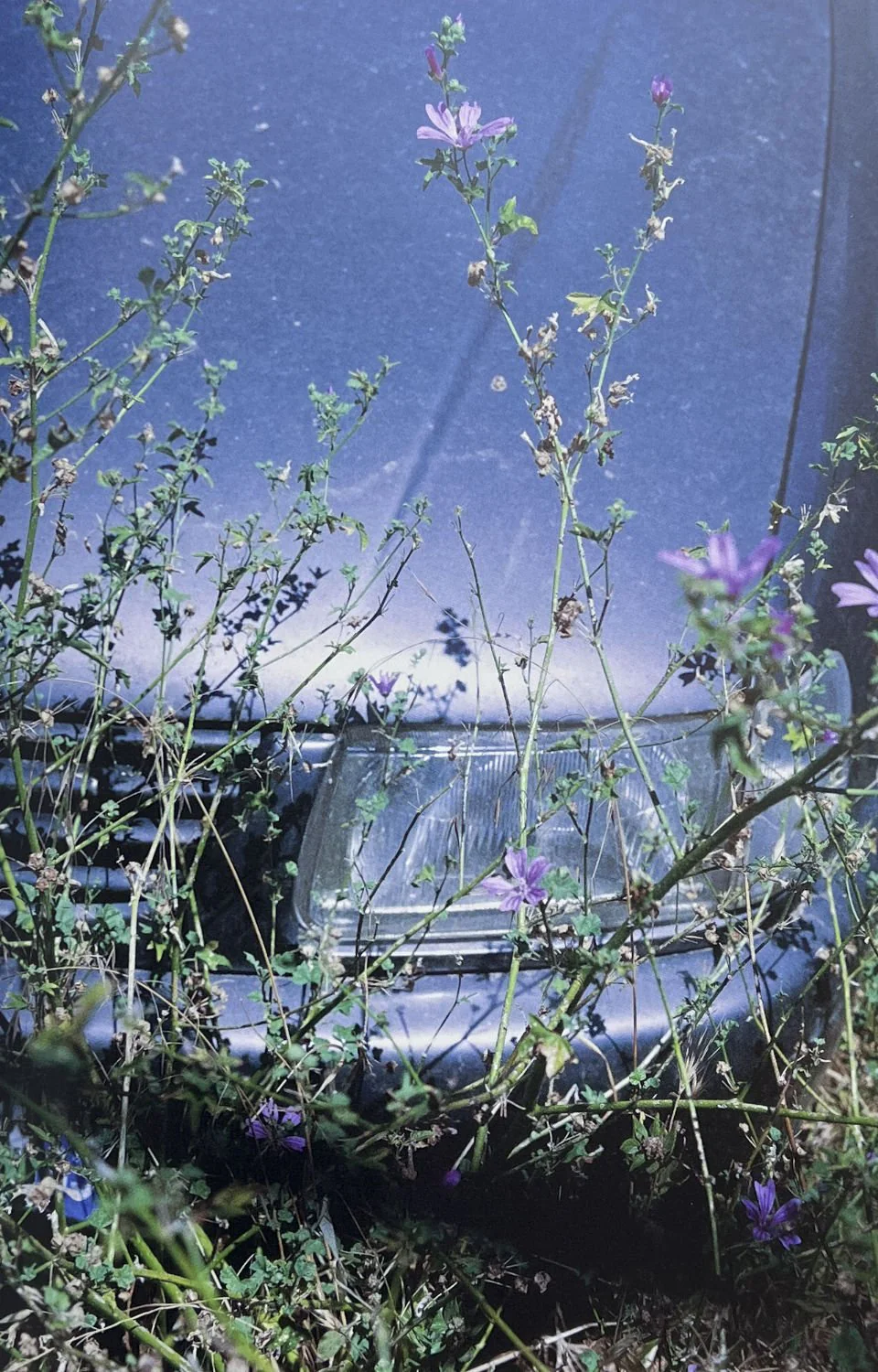 Cataracta Solis by Anna Haillot - Image 4