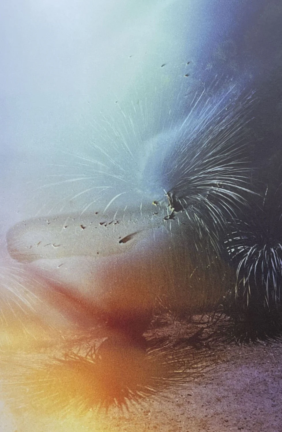 Cataracta Solis by Anna Haillot - Image 6