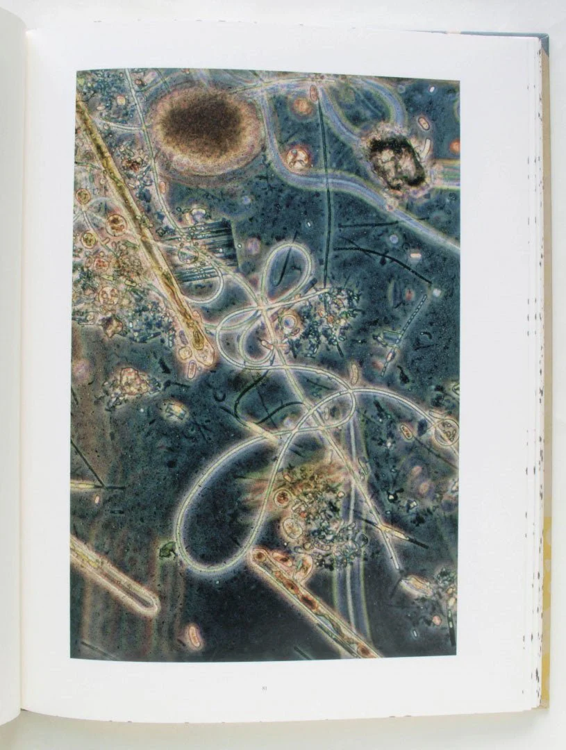 Coexistence by Stephen Gill - Image 9