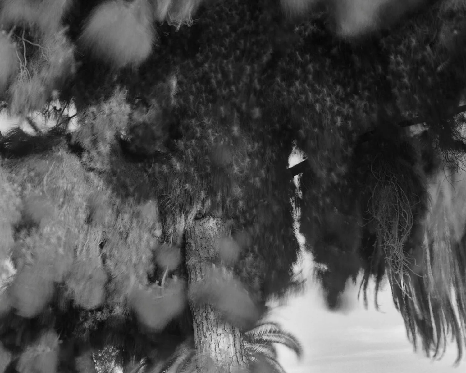 Dogbreath by Matthew Genitempo Signed - Image 10