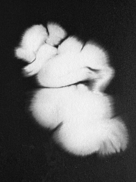 Entendue by Charlotte Dumas - Image 3