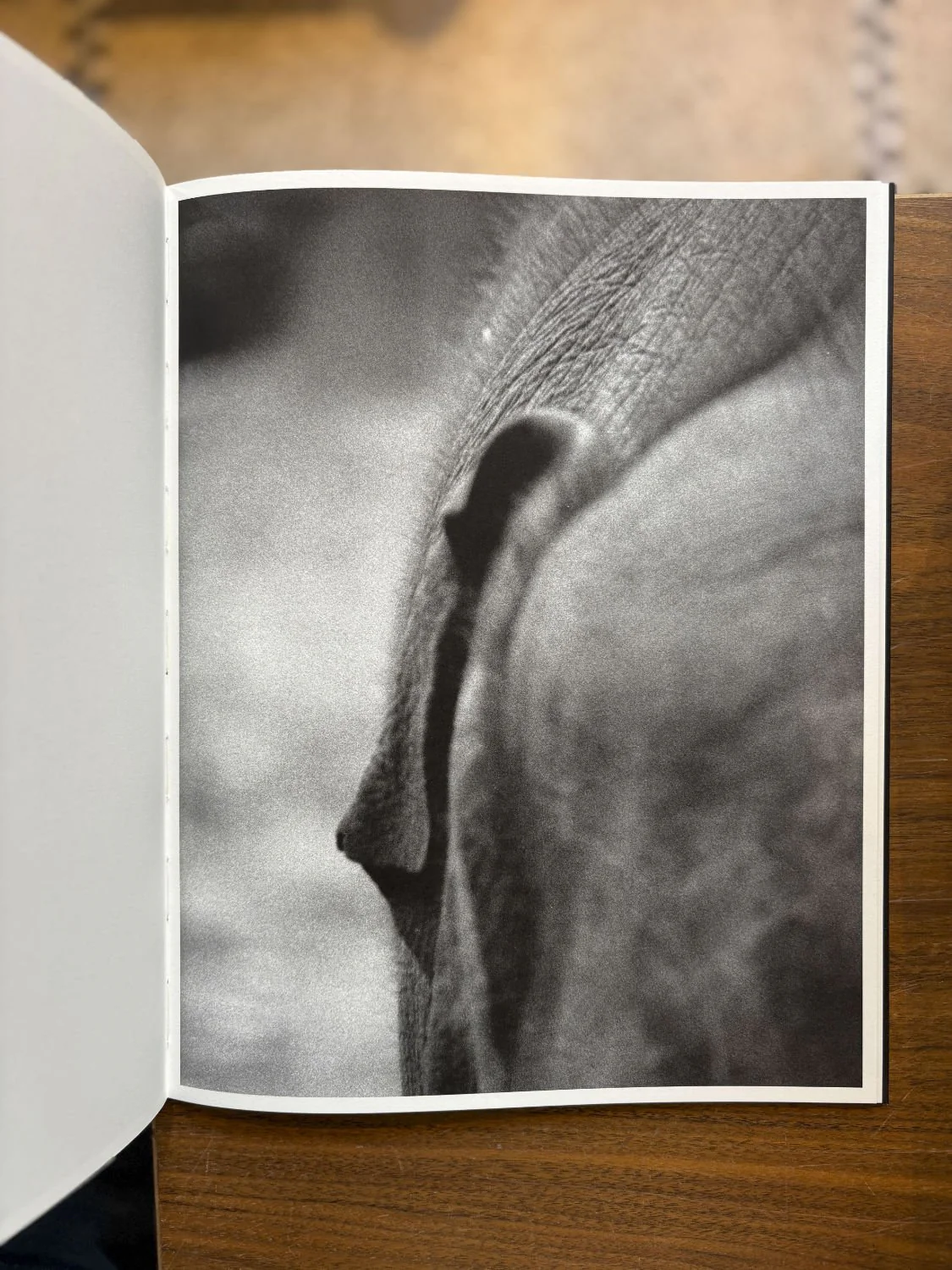 Entendue by Charlotte Dumas - Image 5