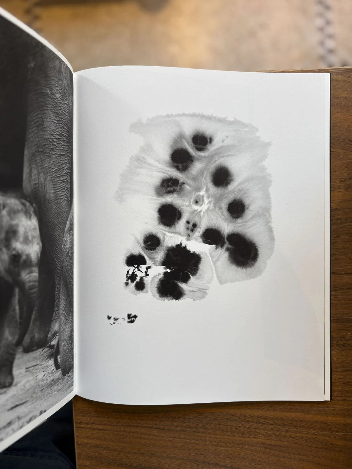 Entendue by Charlotte Dumas - Image 6