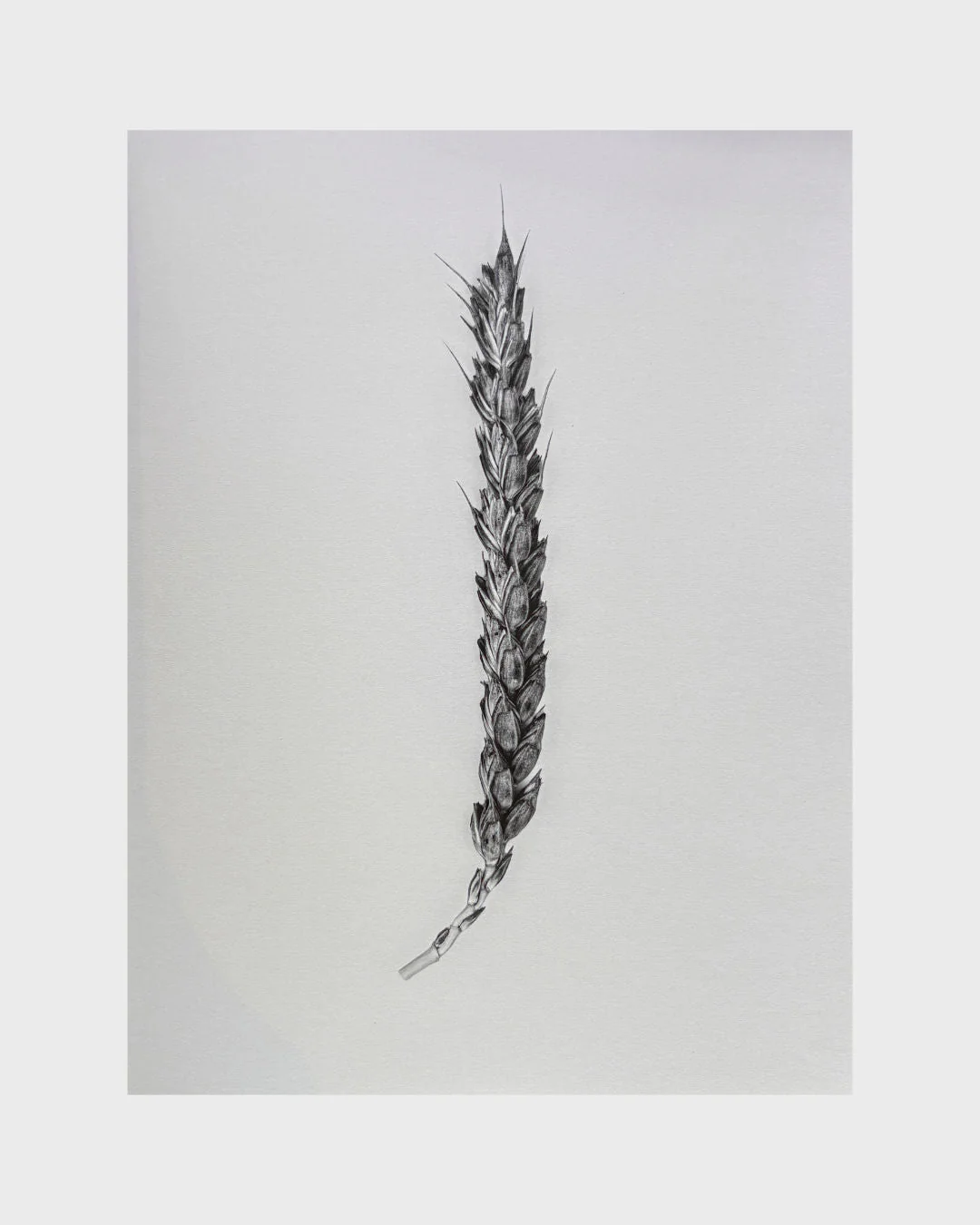 Ephemeris by Olga Cafiero - Image 8