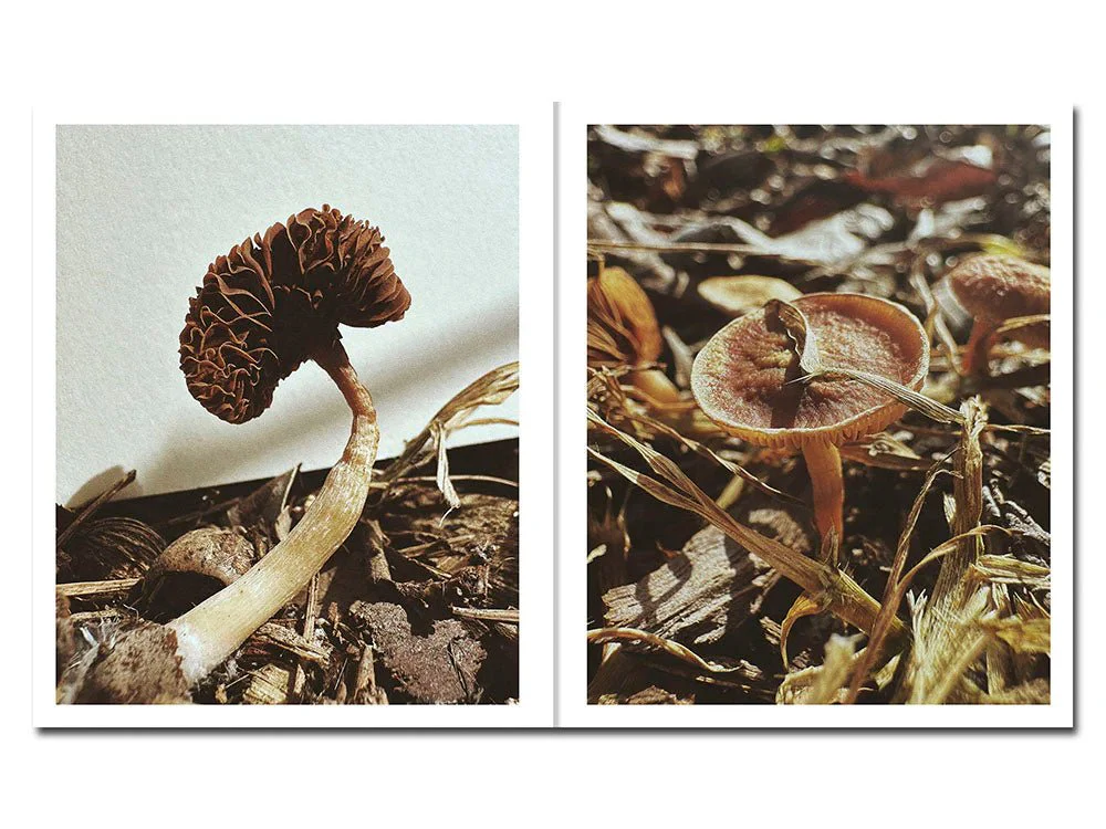 Fruiting Bodies by Ying Ang - Image 2