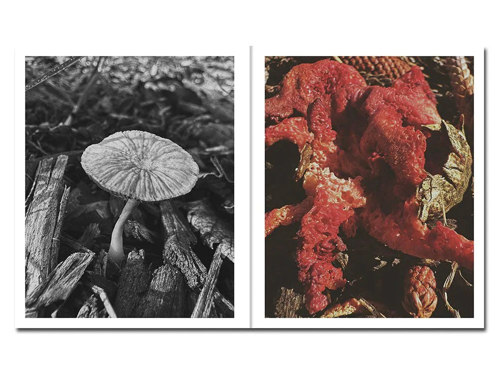 Fruiting Bodies by Ying Ang - Image 3