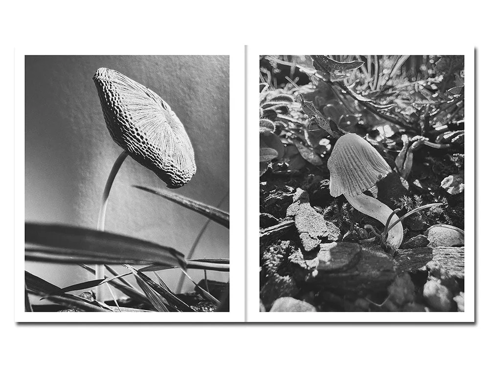 Fruiting Bodies by Ying Ang - Image 4