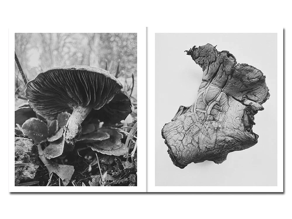 Fruiting Bodies by Ying Ang - Image 5