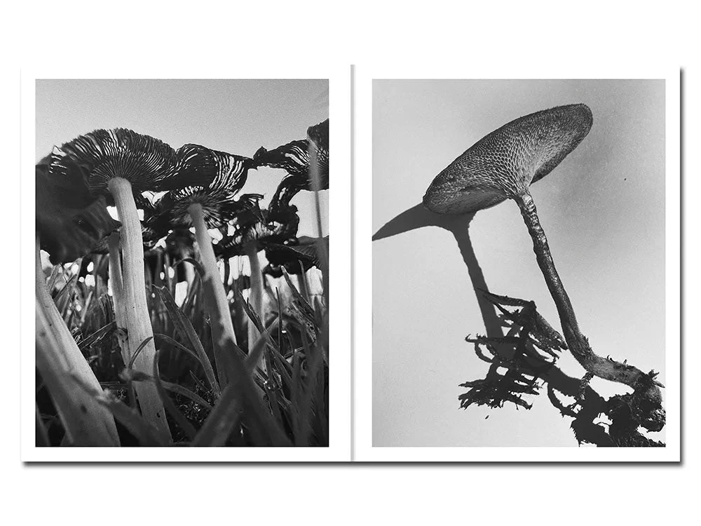 Fruiting Bodies by Ying Ang - Image 7