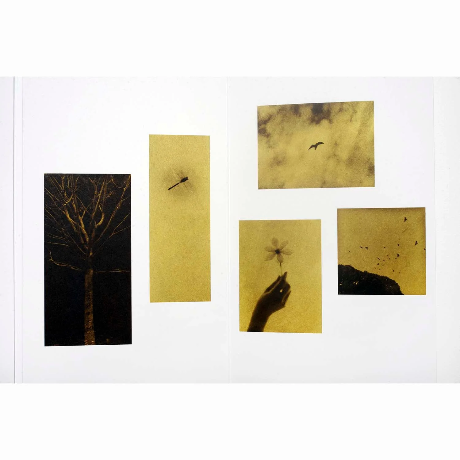 Glanage by Naohiro Ninomiya - Image 5