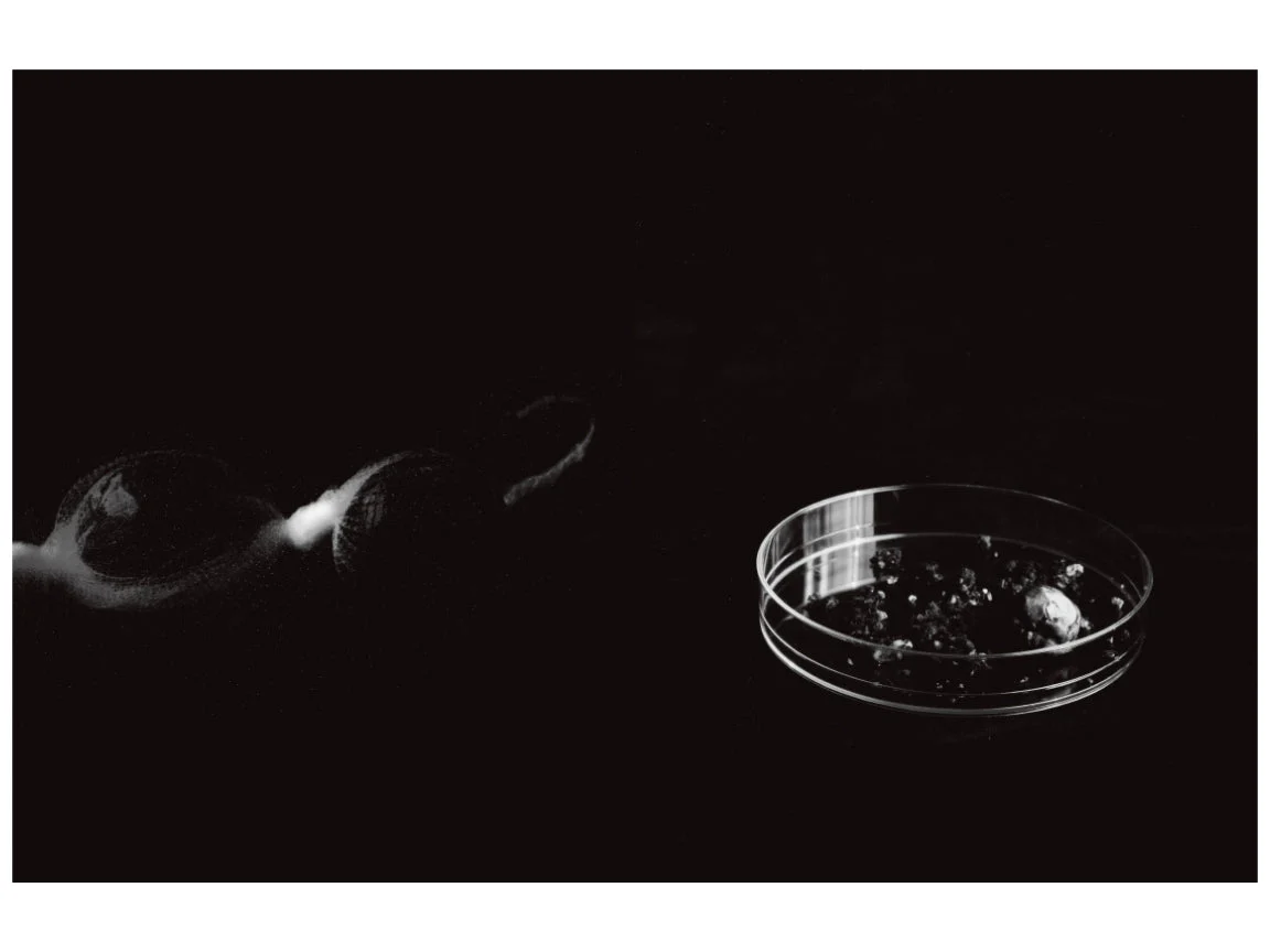Hojo by Mayumi Suzuki - Image 6