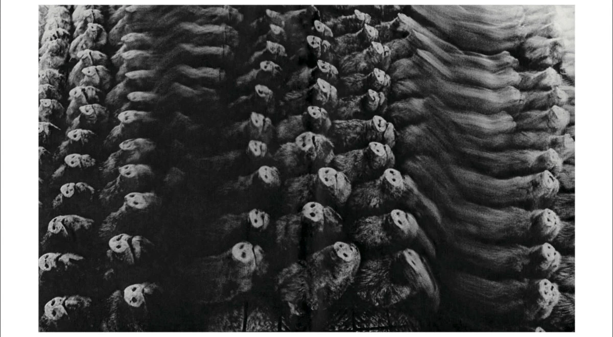Homo Ludens by Masahisa Fukase - Image 5