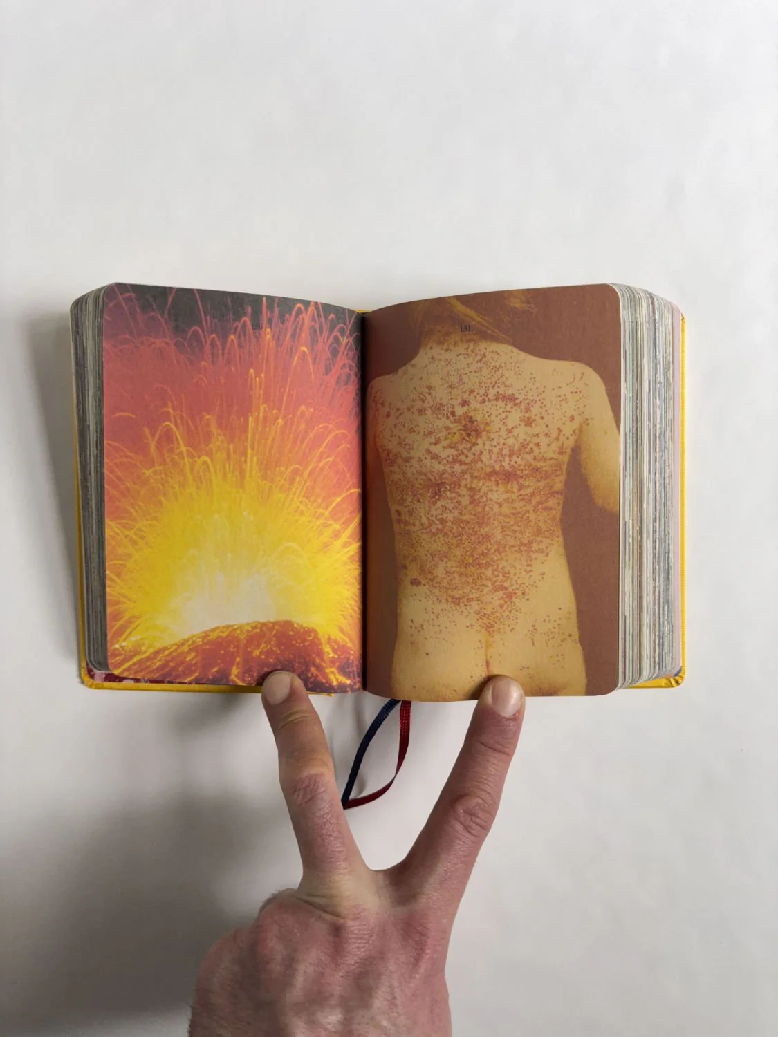 Homographs A pictionary book by Allegra Baggio Corradi - Image 12