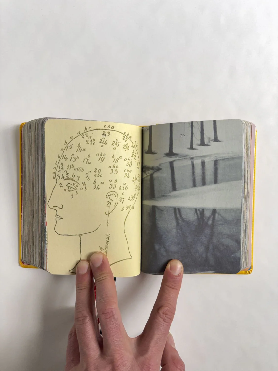 Homographs A pictionary book by Allegra Baggio Corradi - Image 8
