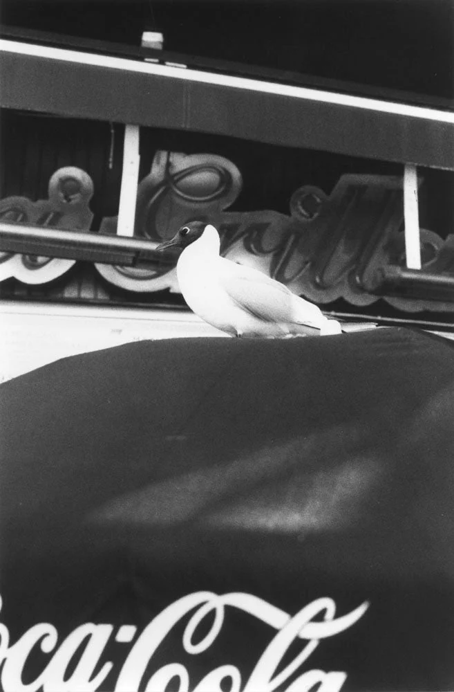 Natural sources by Jochen Lempert - Image 2