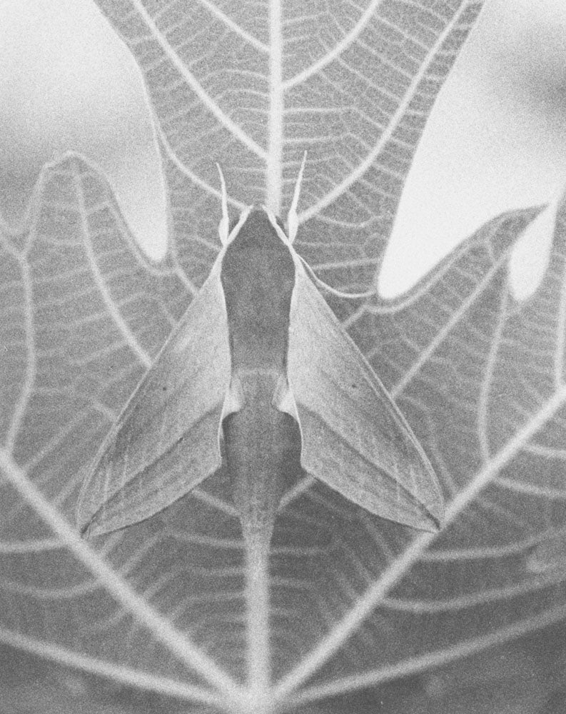 Natural sources by Jochen Lempert - Image 4