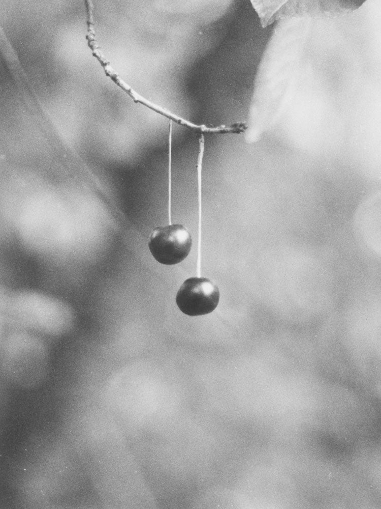 Natural sources by Jochen Lempert - Image 5