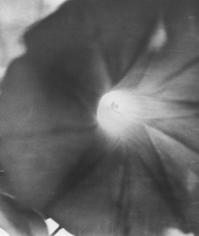 Natural sources by Jochen Lempert - Image 6