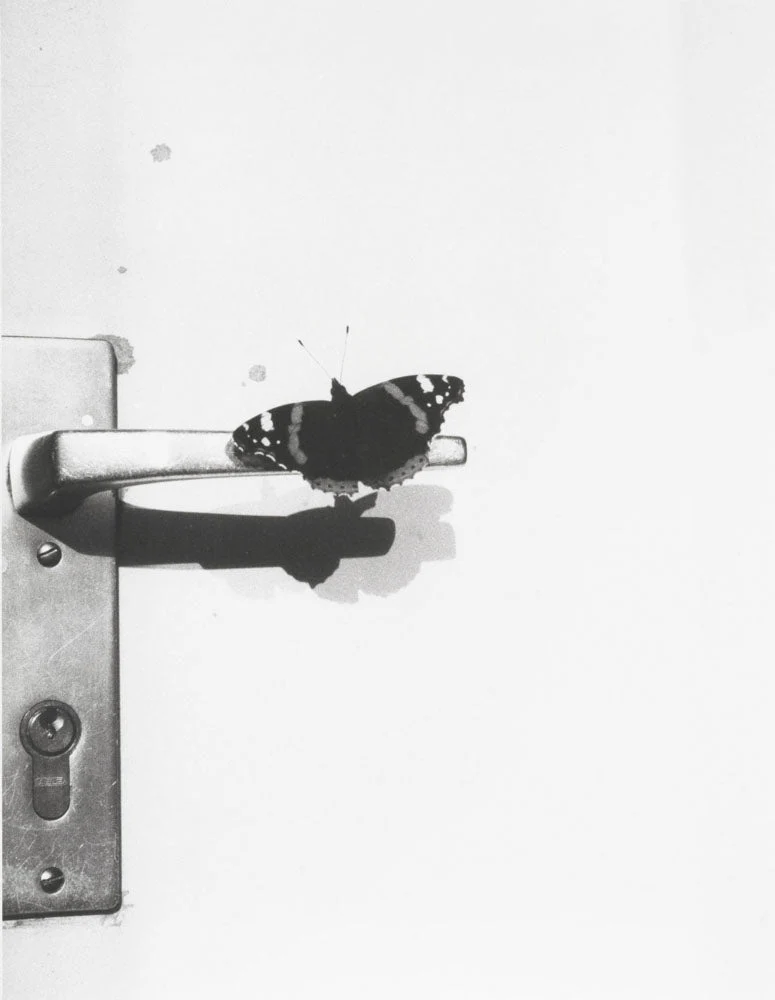 Natural sources by Jochen Lempert - Image 7