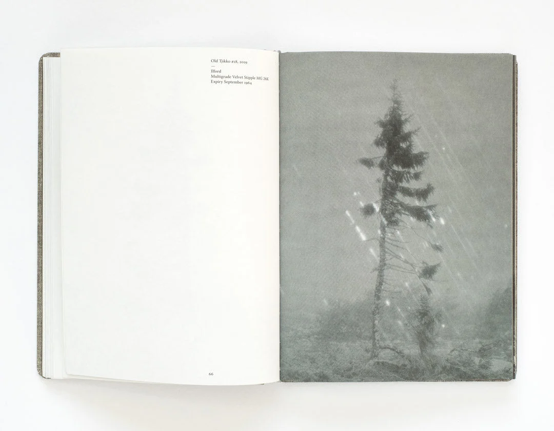 Old Tjikko by Nicolai Howalt - Image 3