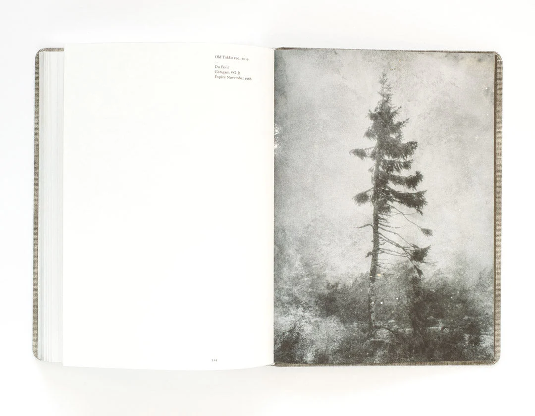 Old Tjikko by Nicolai Howalt - Image 5