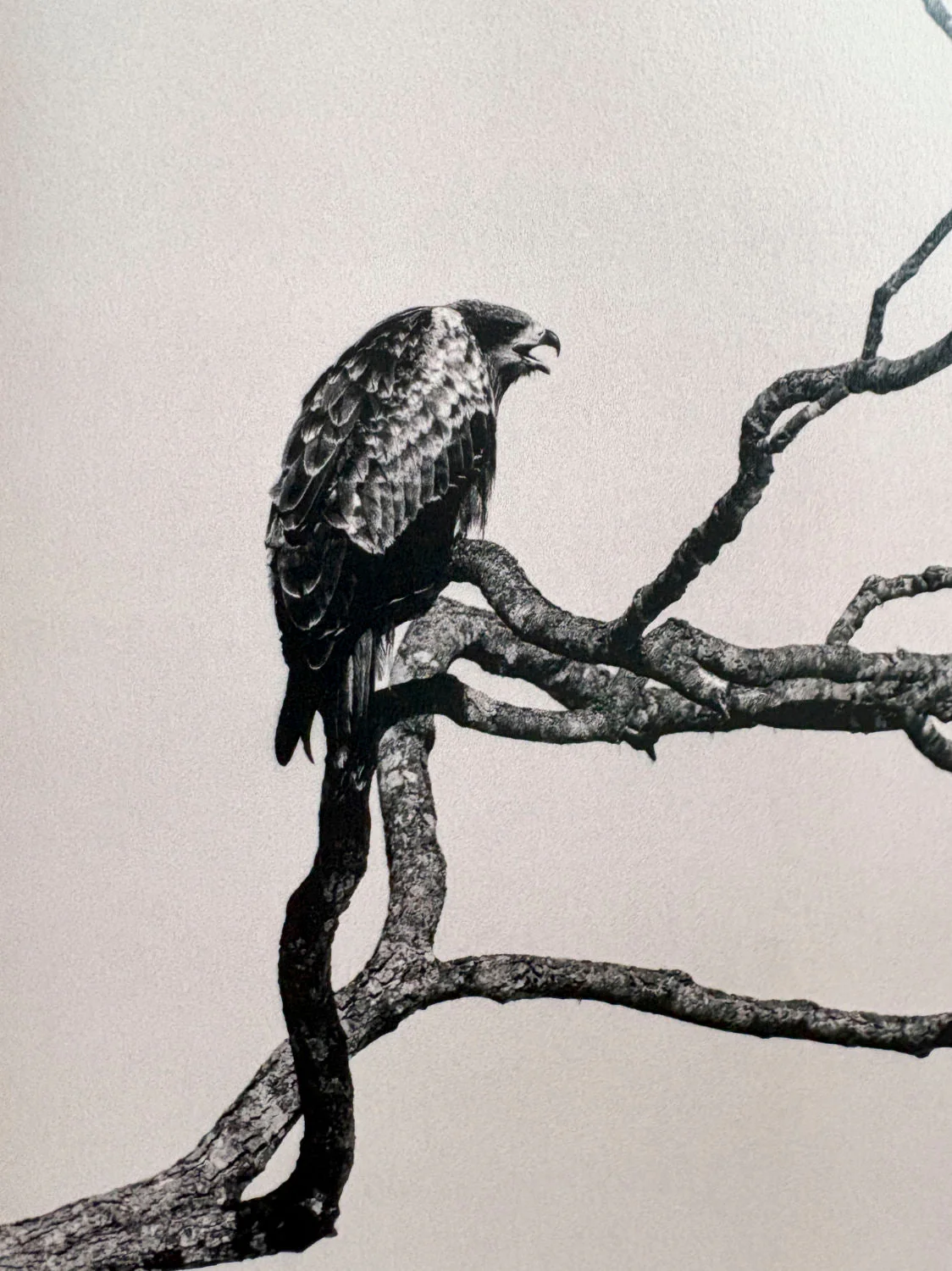 Owl by Yamamoto Masao - Image 4