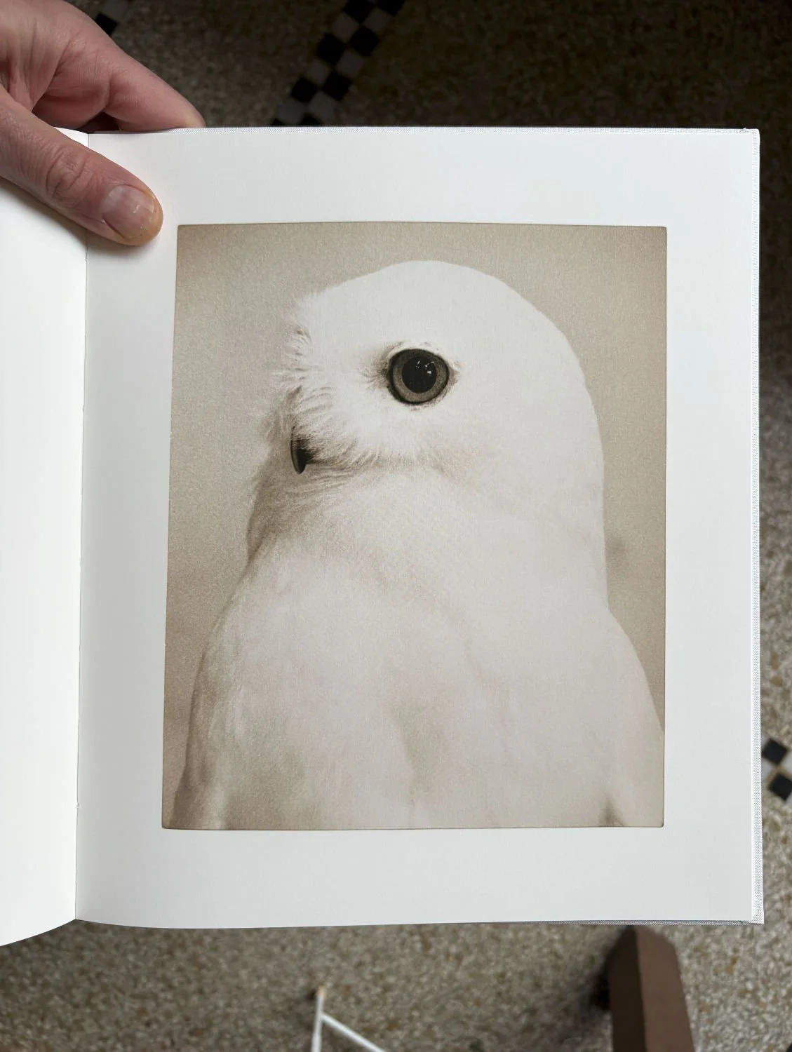Owl by Yamamoto Masao - Image 5