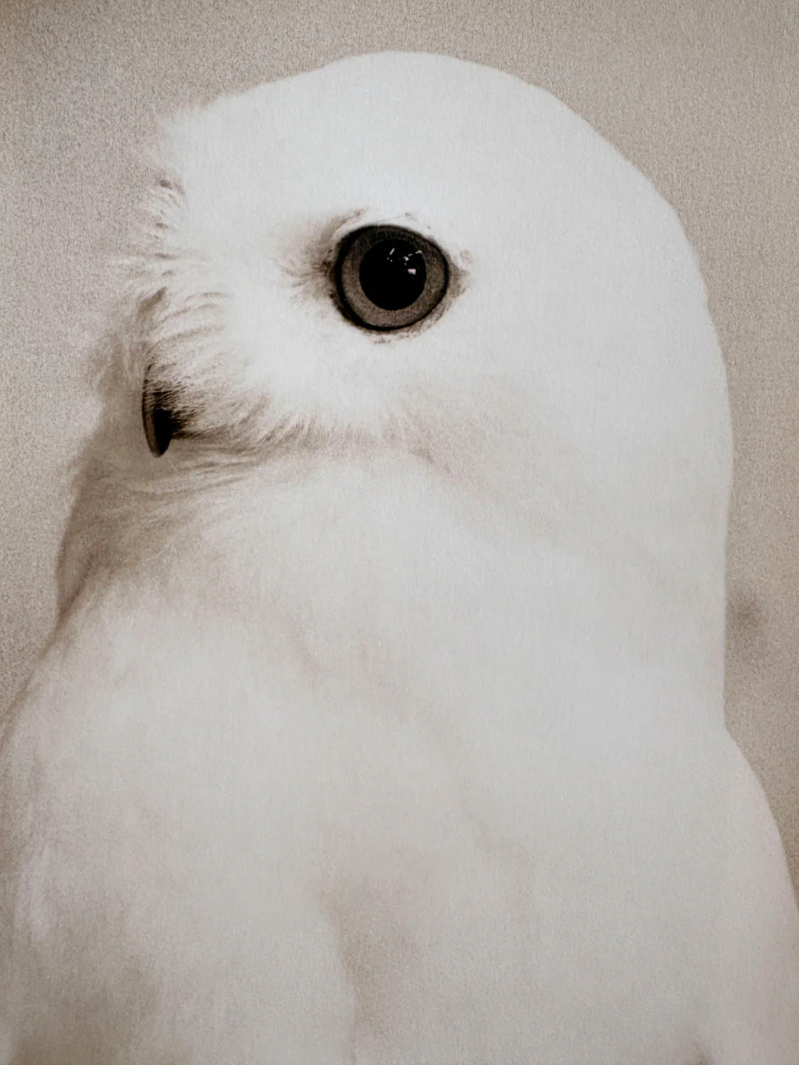 Owl by Yamamoto Masao - Image 6