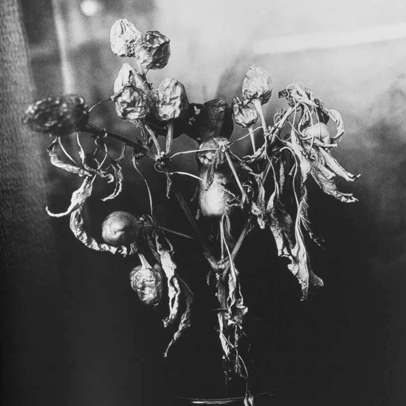 Pestka by Magdalena Wywrot - Image 9