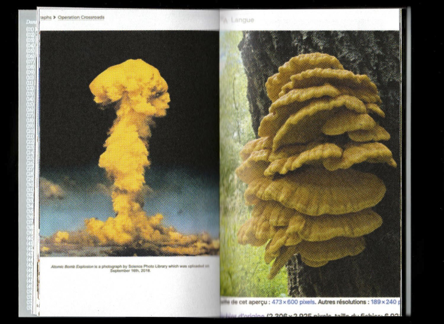 Pyrocumulus, un atlas de champignons by Valia Russo - Image 3