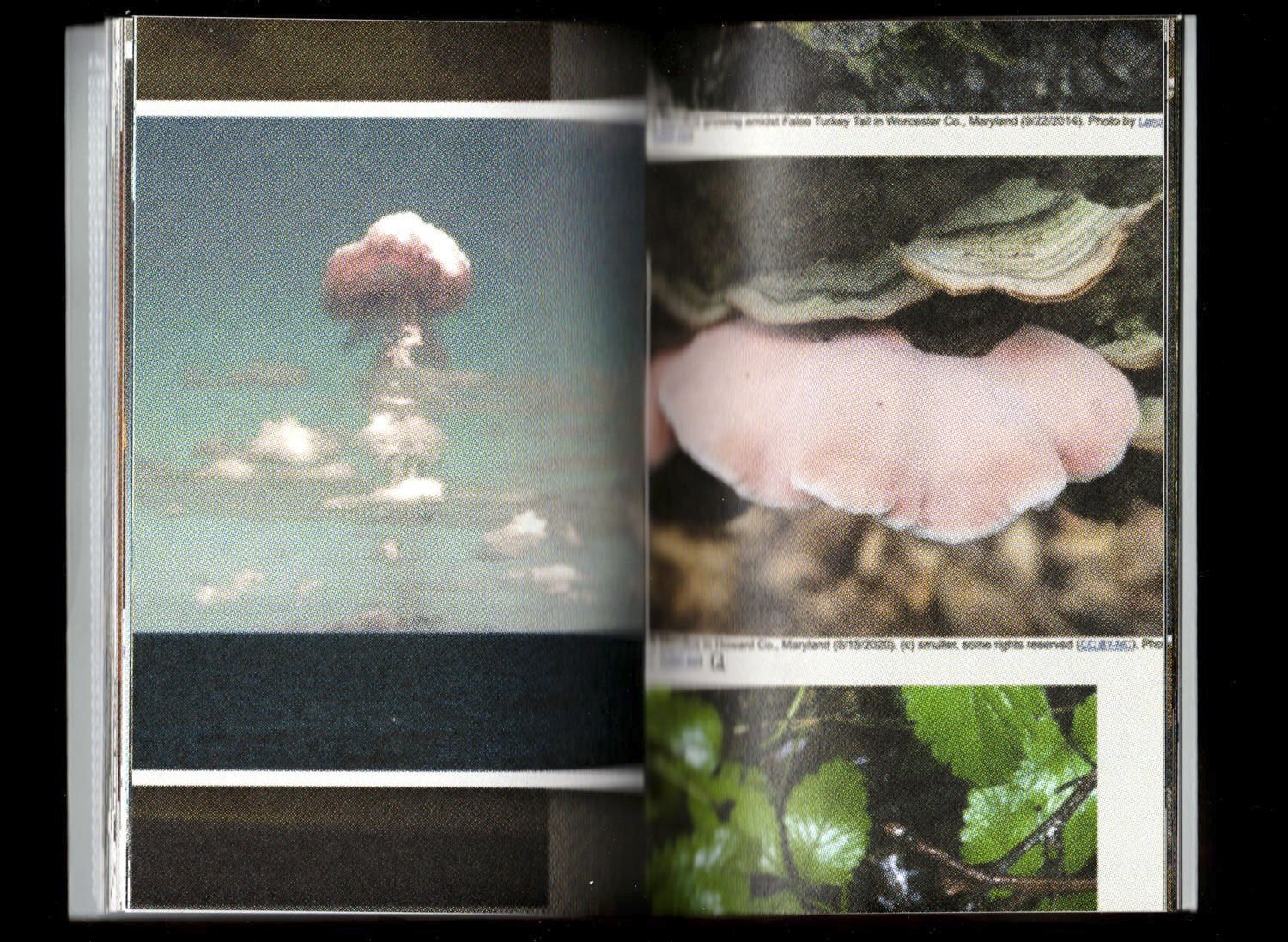 Pyrocumulus, un atlas de champignons by Valia Russo - Image 5