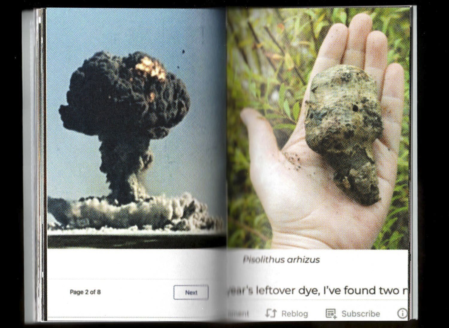 Pyrocumulus, un atlas de champignons by Valia Russo - Image 6