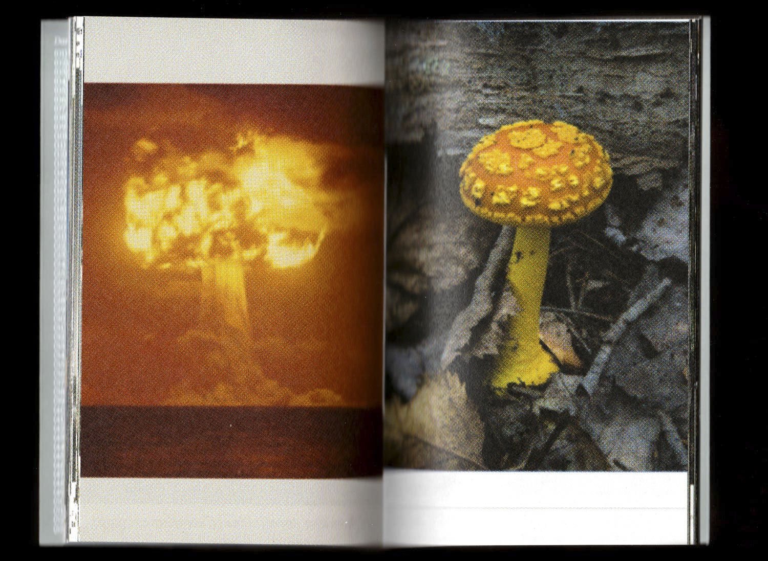 Pyrocumulus, un atlas de champignons by Valia Russo - Image 7