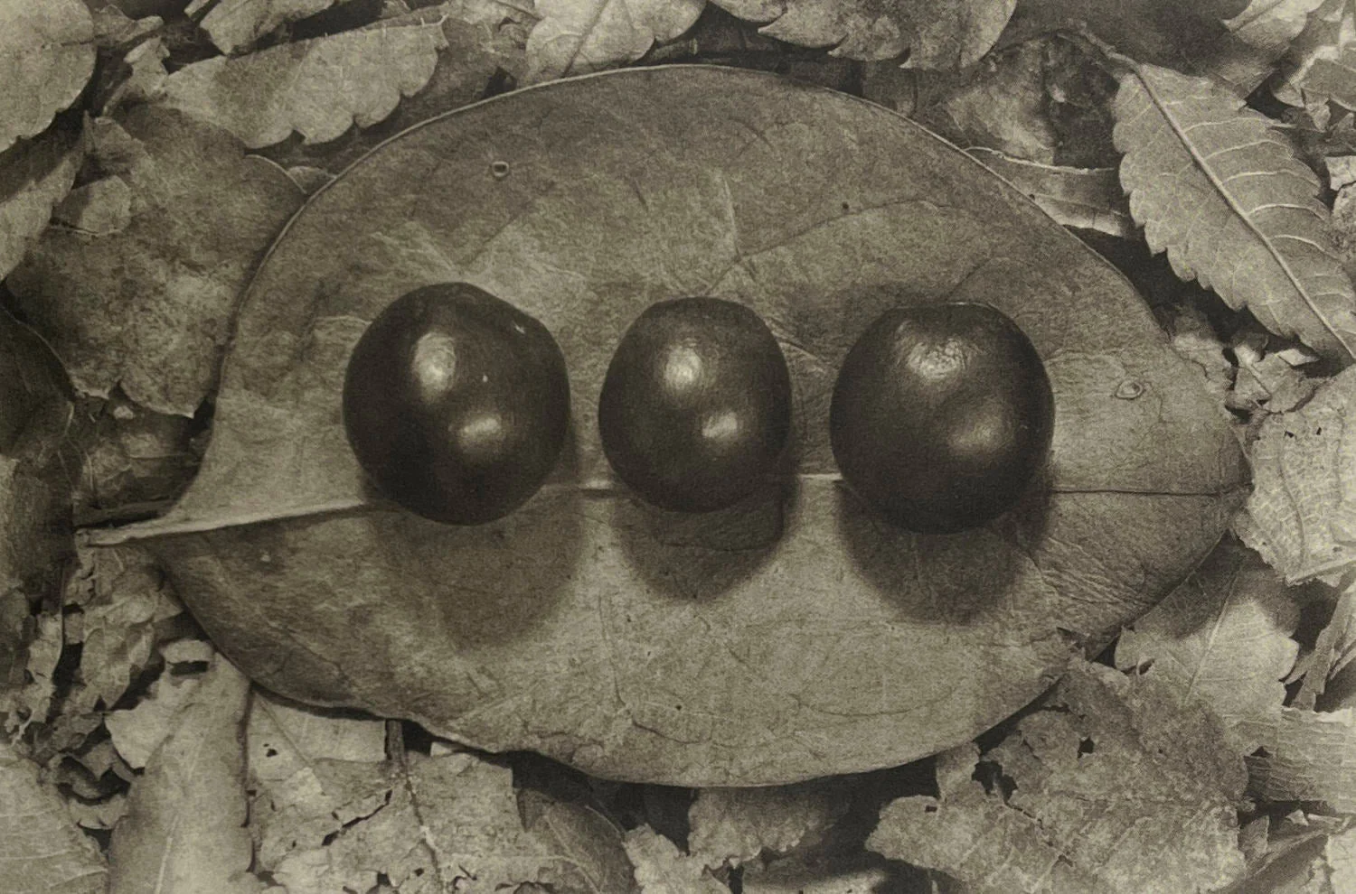 Roganfudoki by Masahito Agake - Image 9