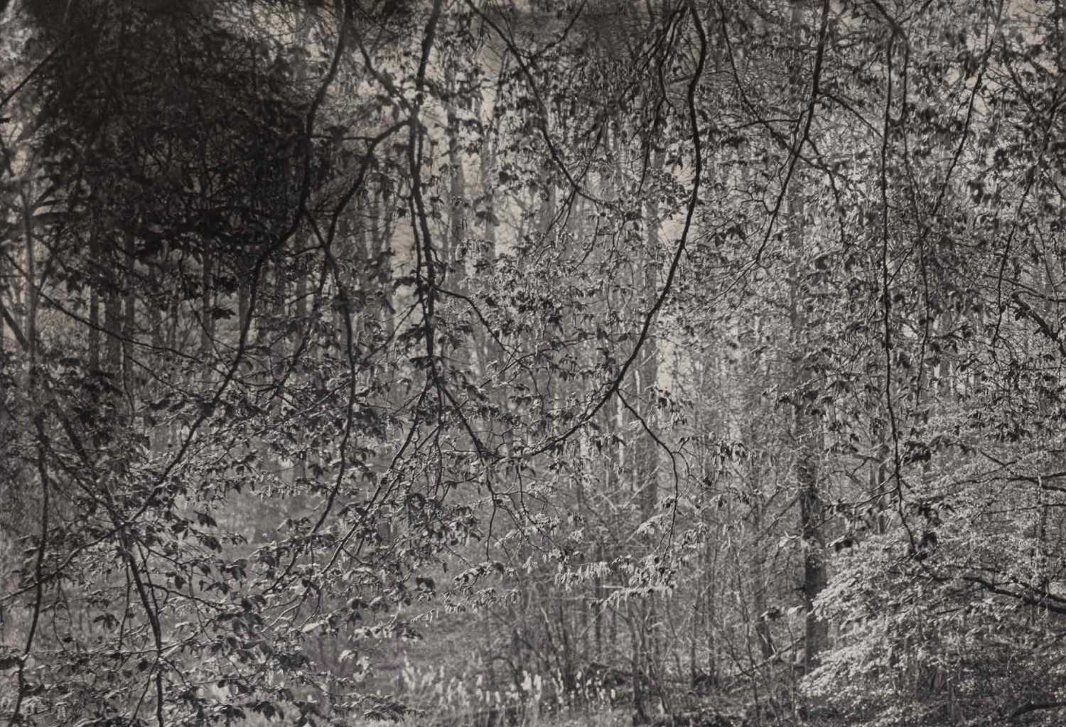 Sacro Silenzio by Silvano Magnone - Image 4