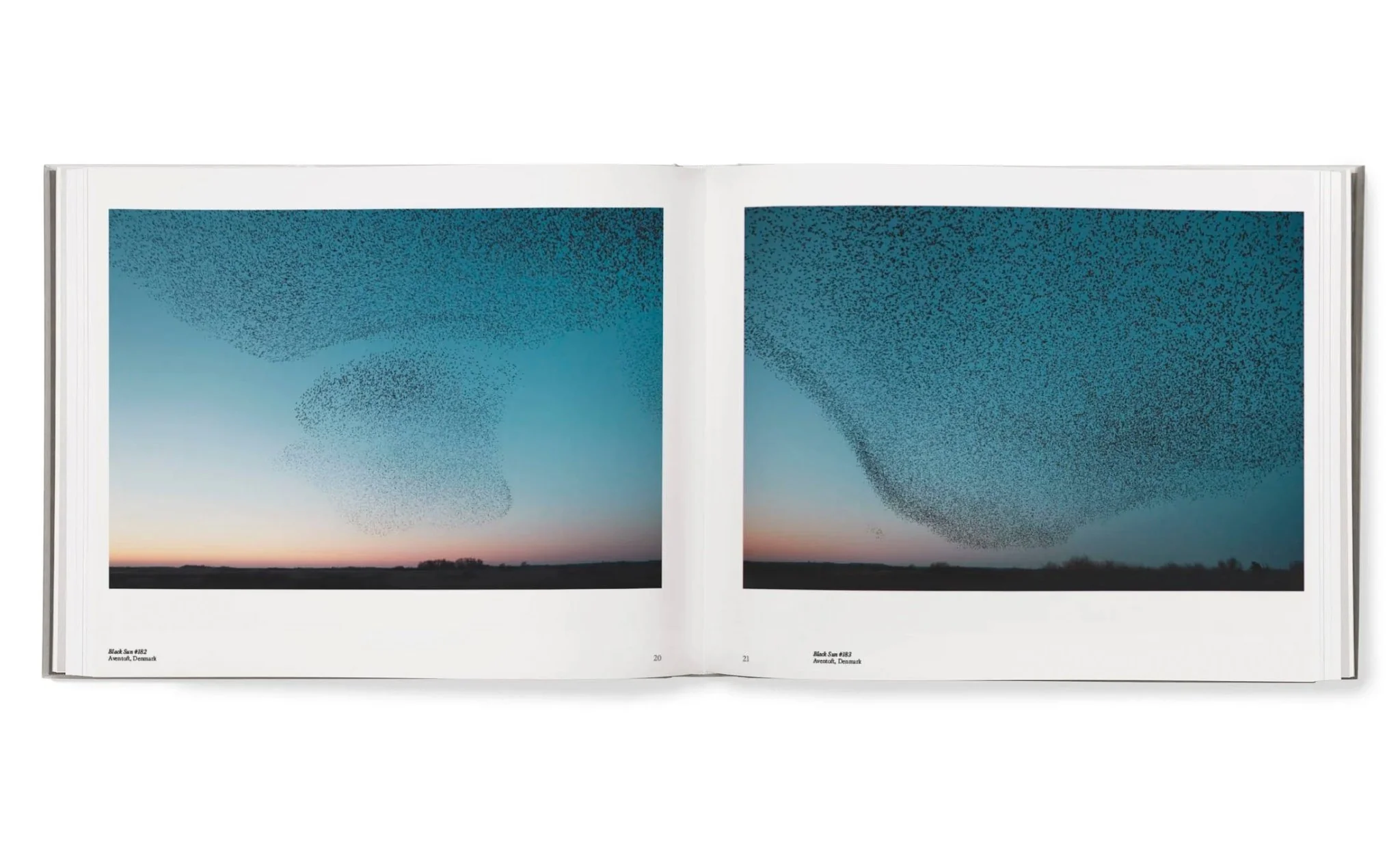 Starling & Black sun by Søren Solkaer - Image 13