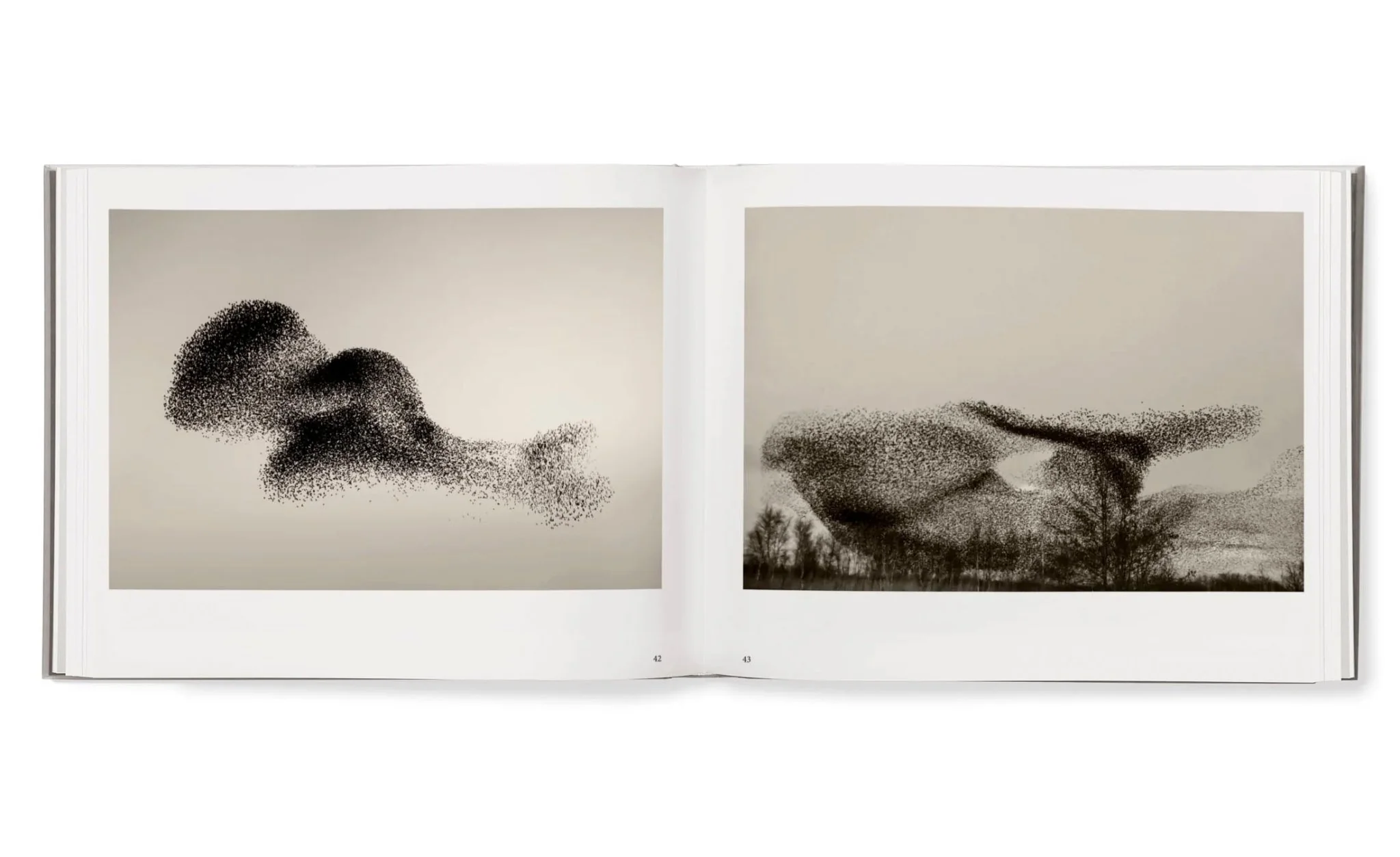 Starling & Black sun by Søren Solkaer - Image 6