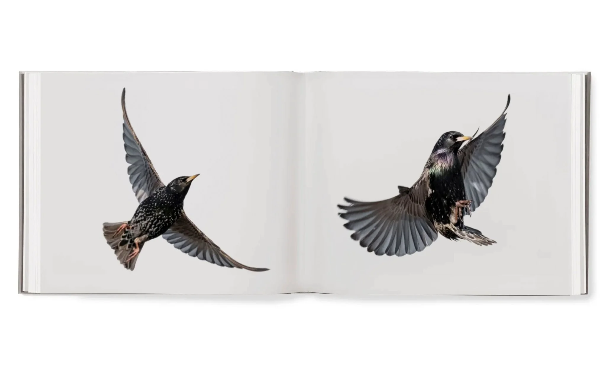 Starling & Black sun by Søren Solkaer - Image 7