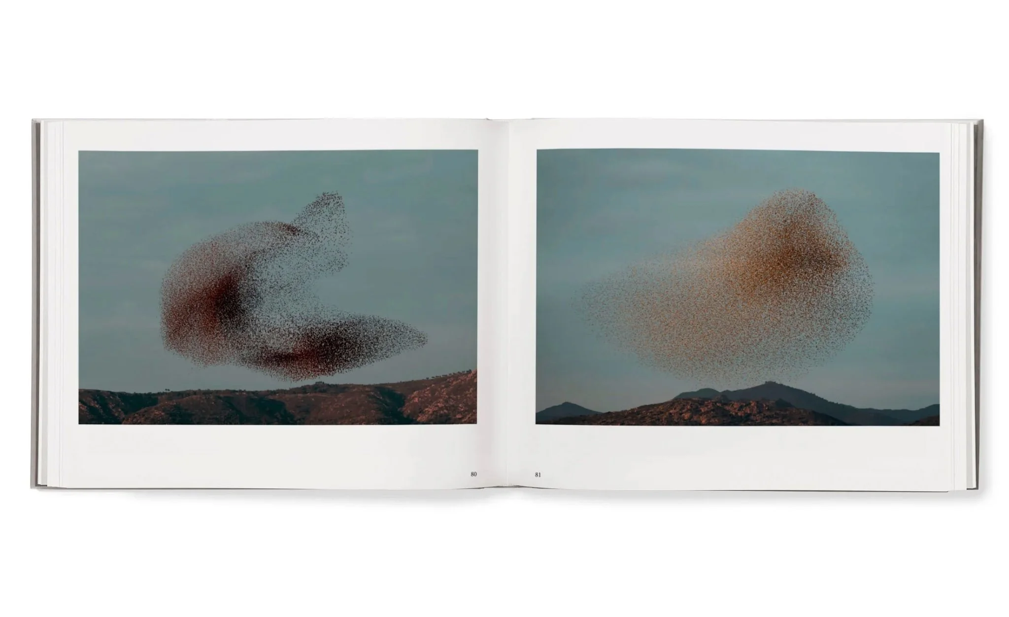 Starling & Black sun by Søren Solkaer - Image 8