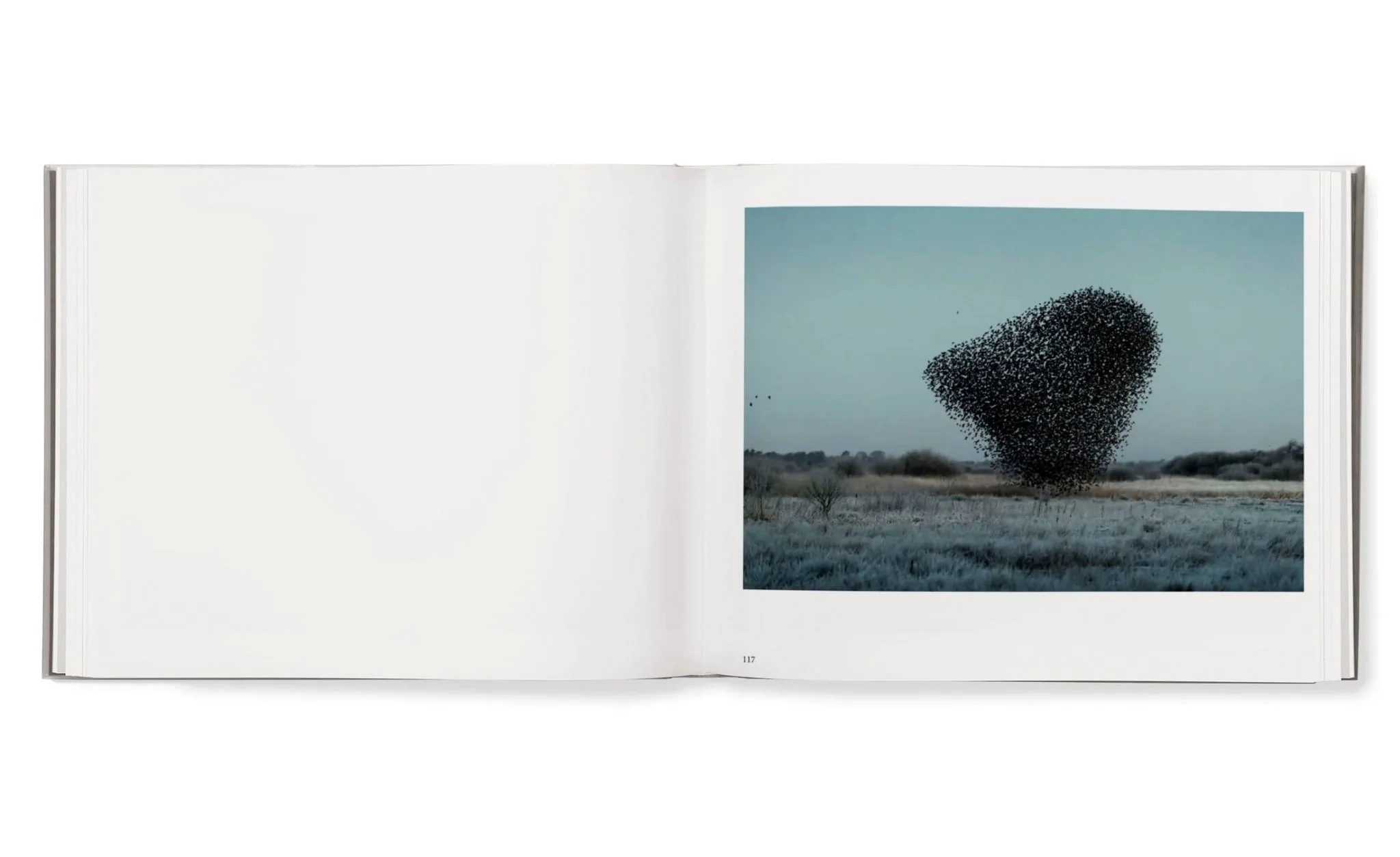 Starling & Black sun by Søren Solkaer - Image 9
