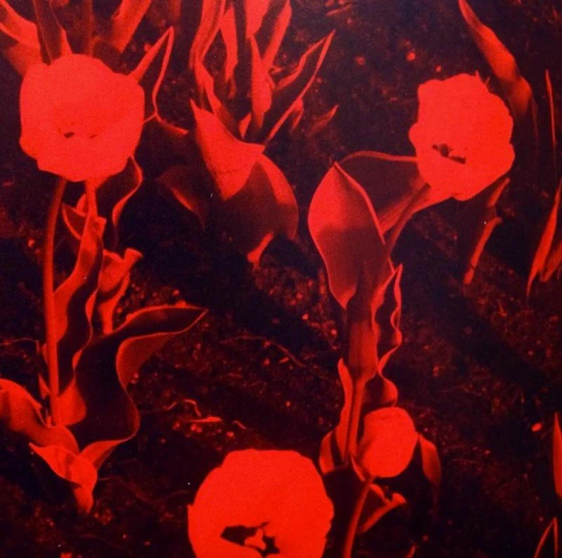 Tulips by Andrew Miksys - Image 5