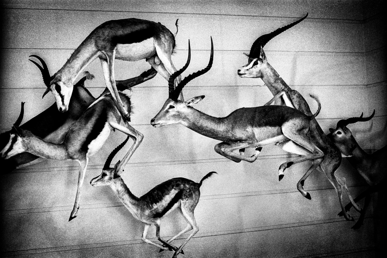 Tumult by Yusuf Sevinçli - Image 4
